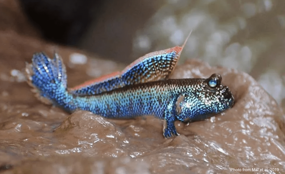 Male mudskipper Periophthalmodon septemradiatus