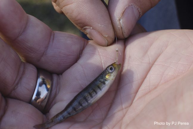 microfishing lined topminnow_PJ Perea