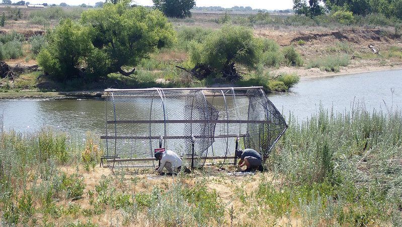 side view of passive fyke trap