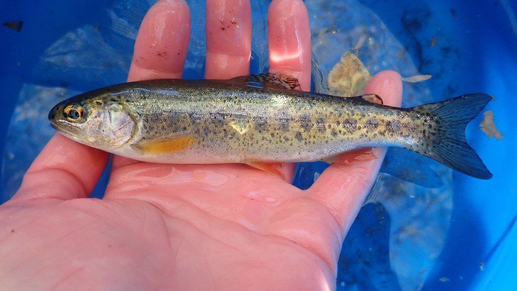 Juvenile Trout