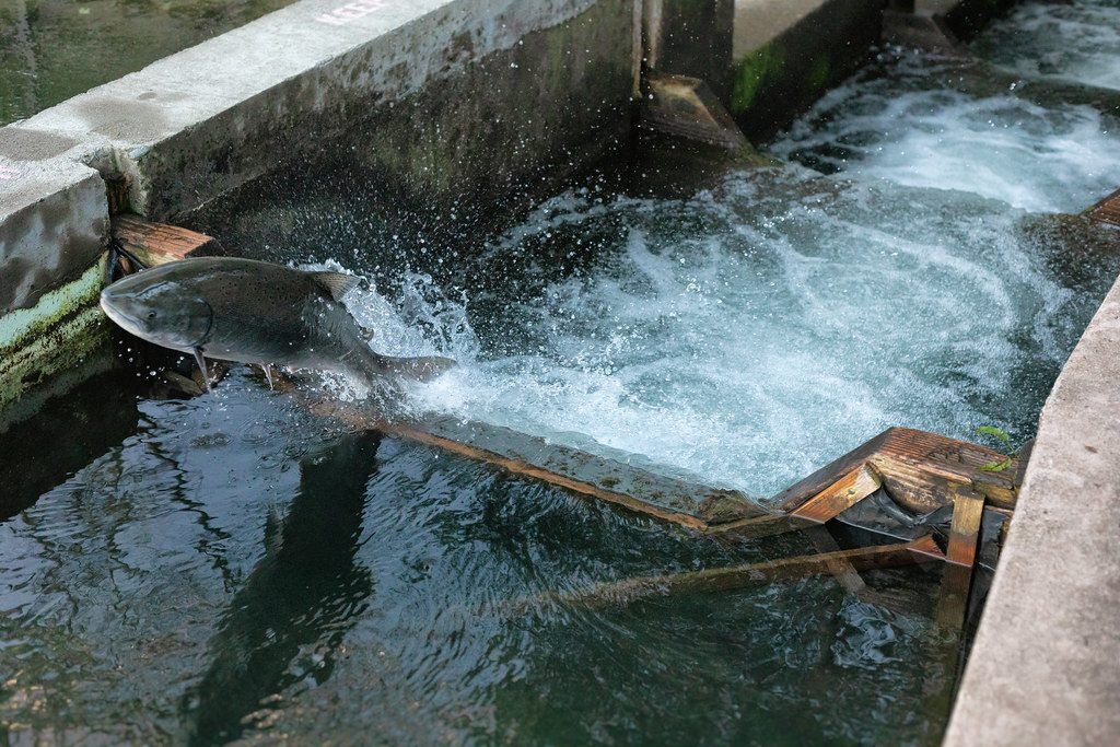 Salmon jumping in ladder