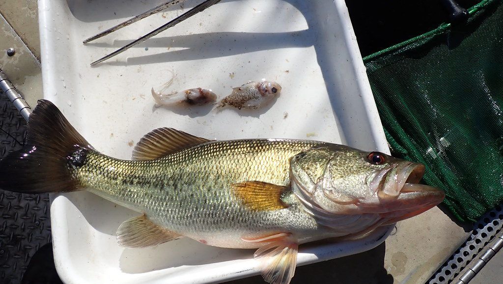 Black Bass Diet