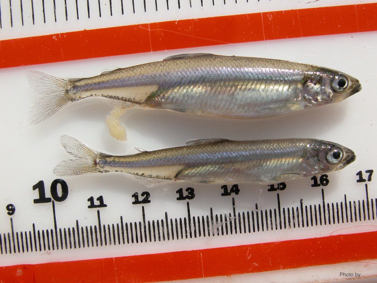 Delta smelt_USFWS