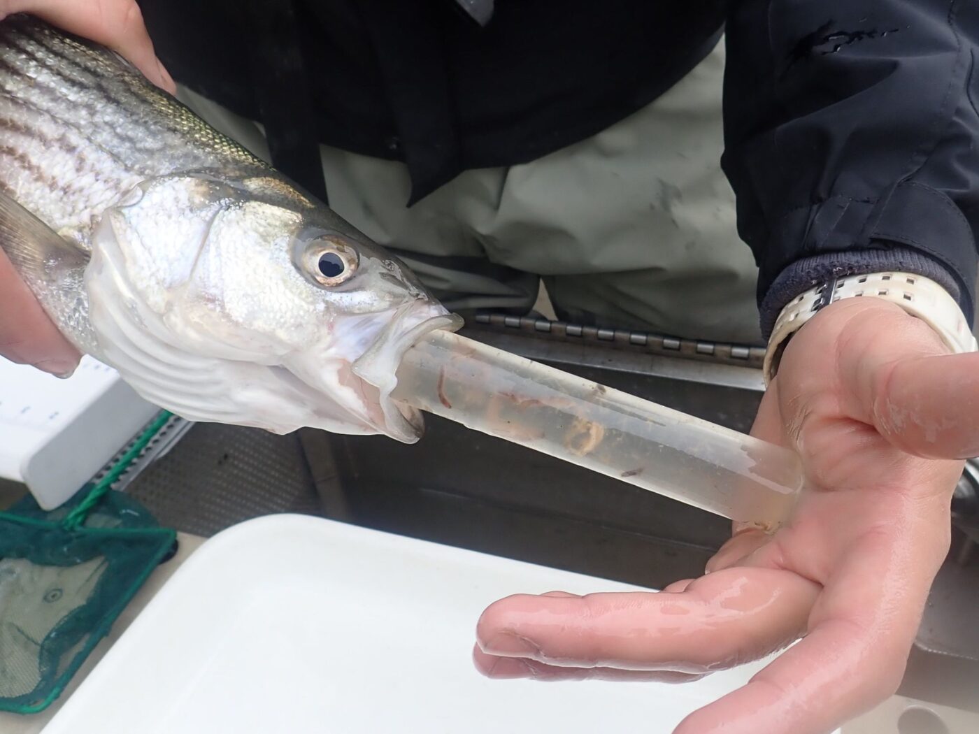 Fish with tube in its mouth