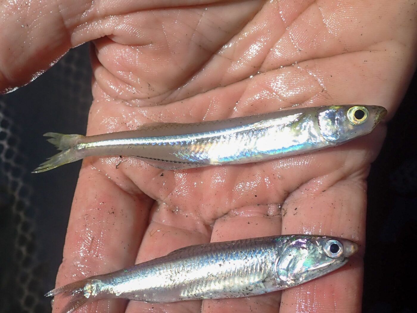 Two small silver fish laying in a man's hand.