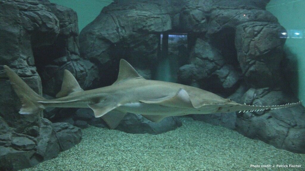 Largetooth Sawfish (Pristis pristis)