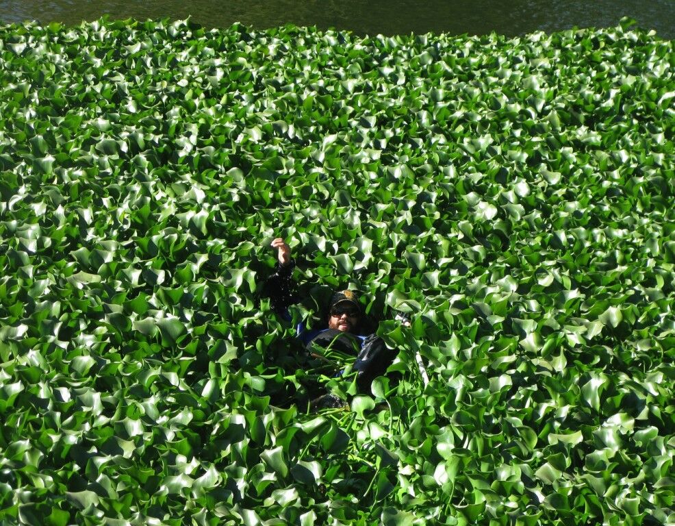 Invasive water hyacinth