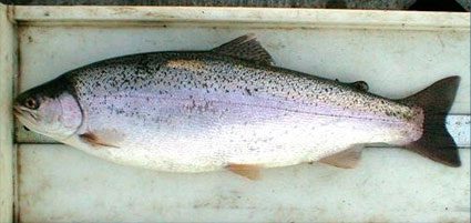 trout