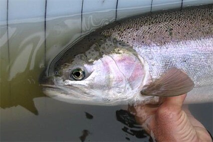 steelhead_425 steelhead_425