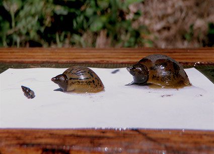 new-zealand-mudsnail new-zealand-mudsnail