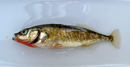 stickleback-evolution stickleback-evolution