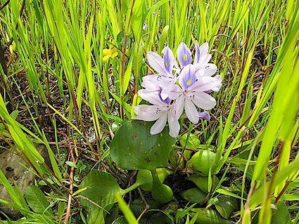 water-hyacinth
