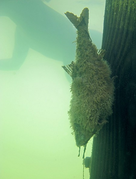 Snagged Fish