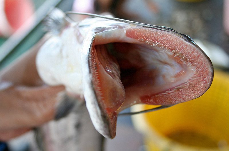 Catfish - Wallago micropogon