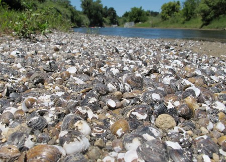 freshwater asian clam