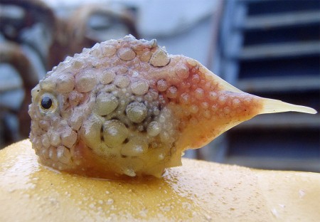 side view of pacific spiny lumpsucker