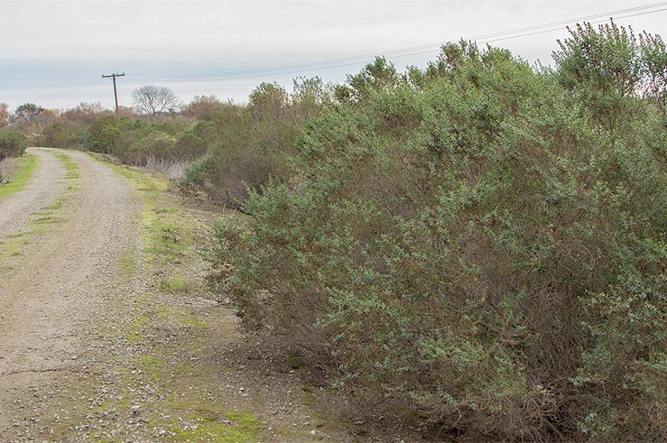Coyote brush
