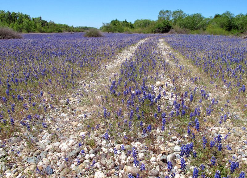 Lupine on a gravel bar