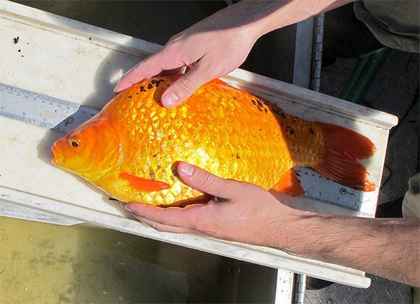 Giant goldfish