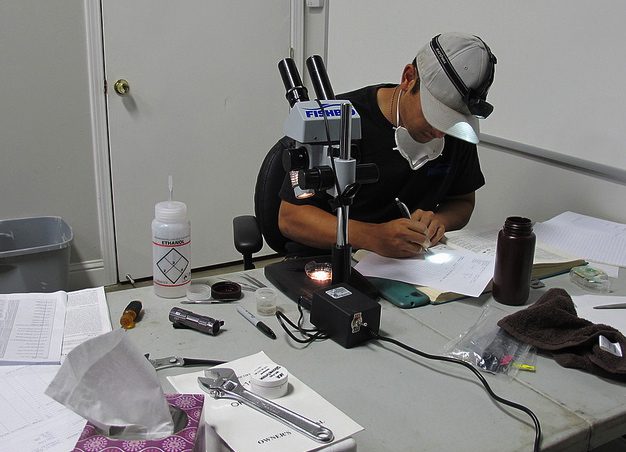 Identifying invertebrates
