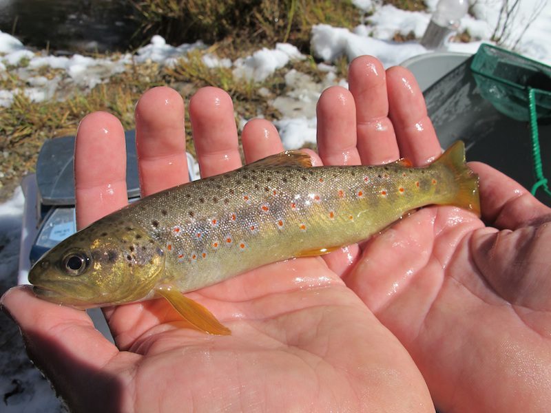 Brown Trout (Salmo trutta)