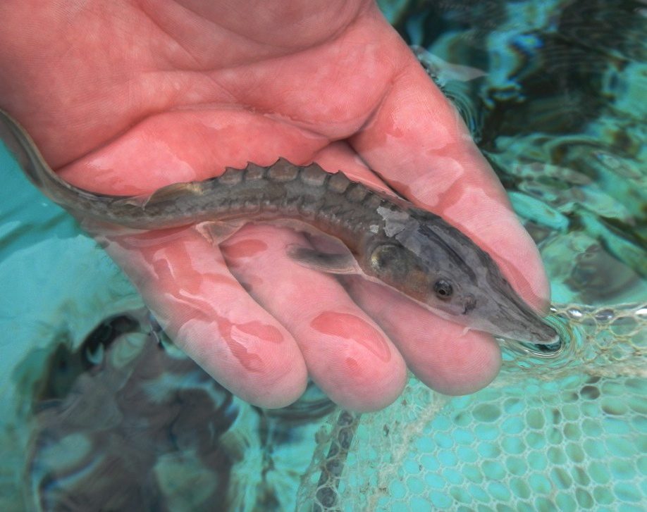 Juvenile green sturgeon