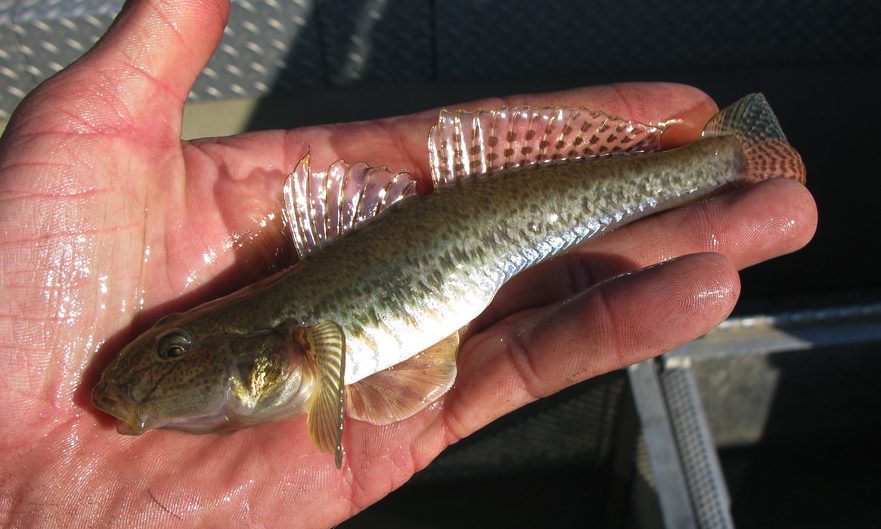 Yellowfin goby