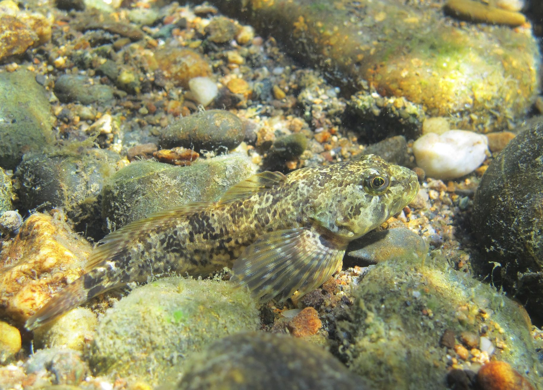 Sculpin