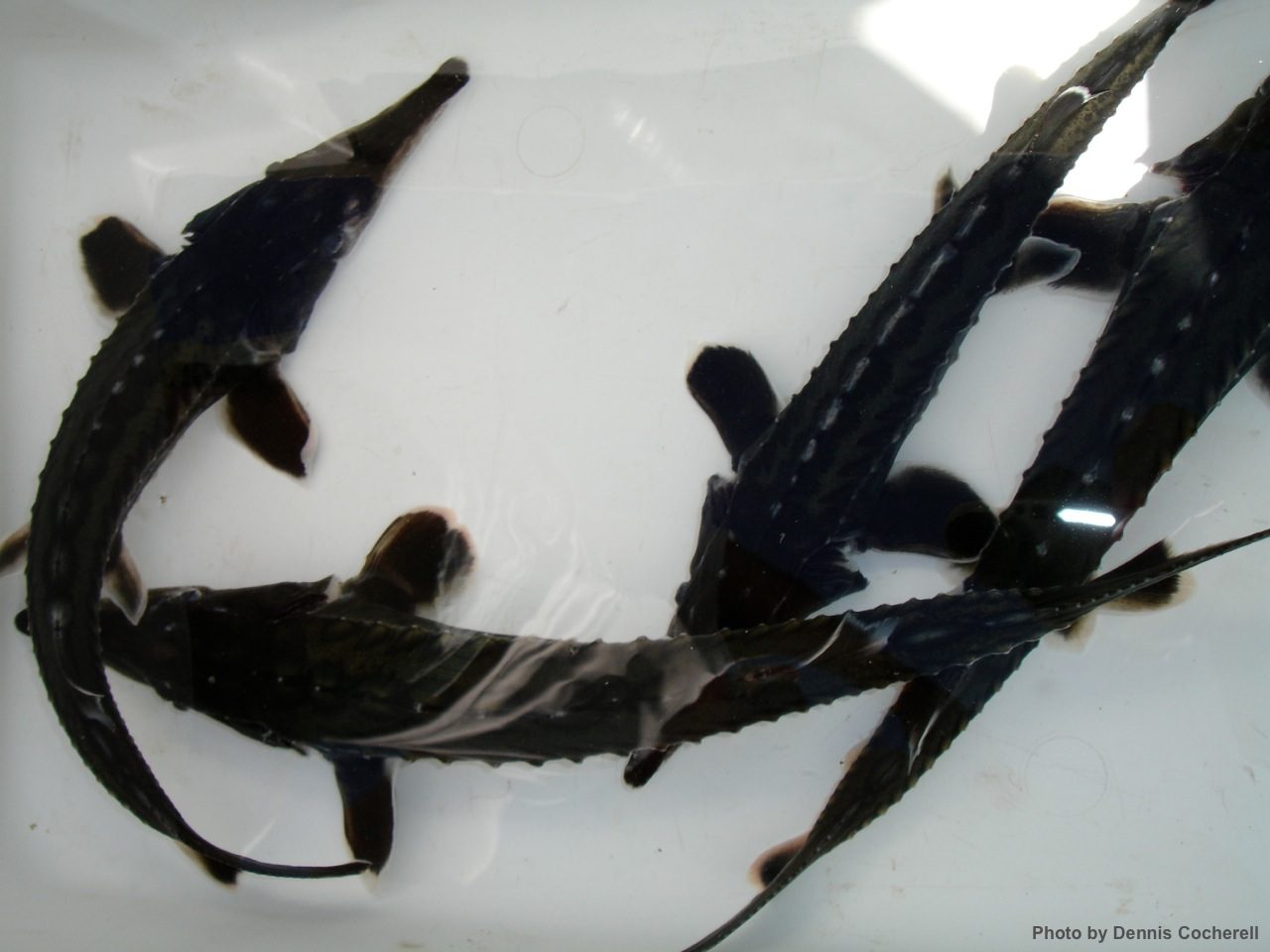 Juvenile Green Sturgeon