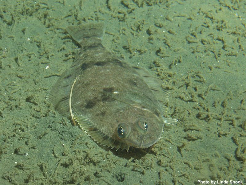 Dover sole 