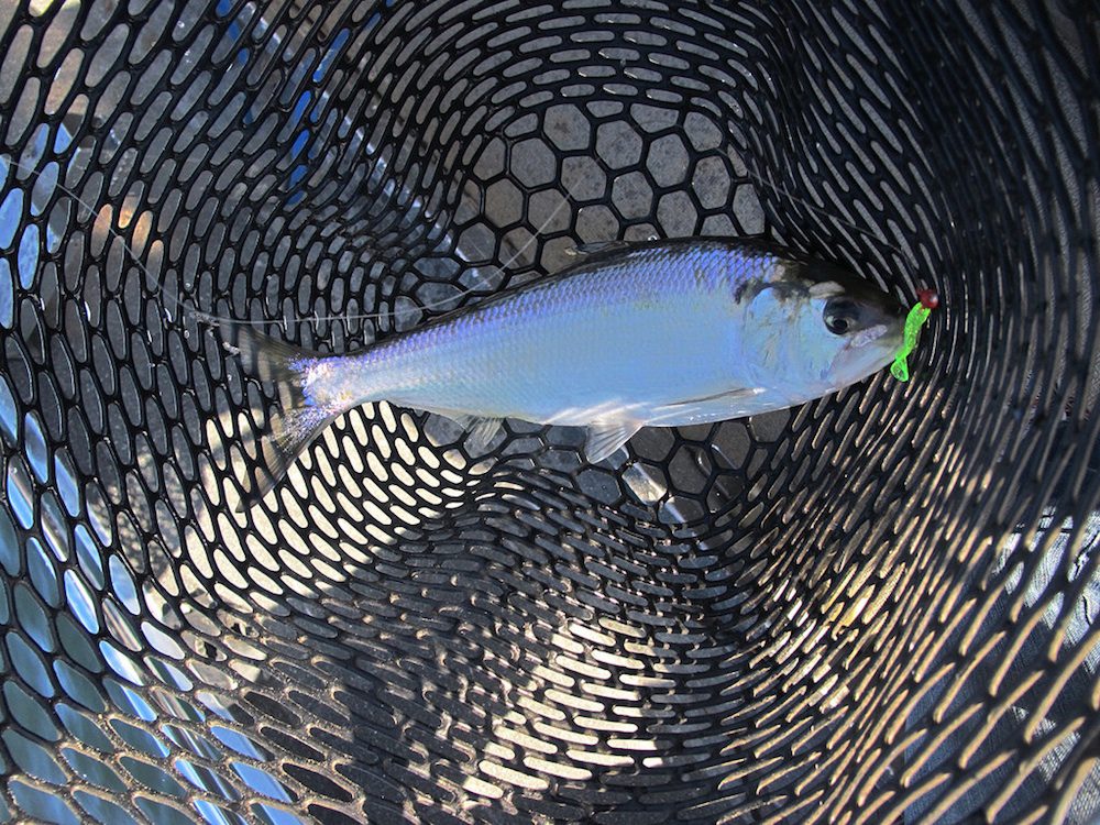 American Shad