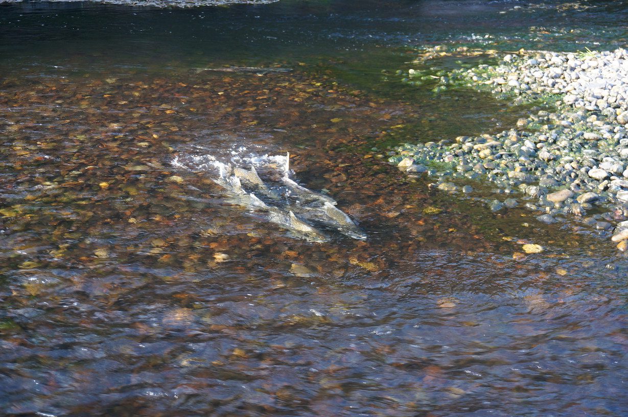 Salmon spawning