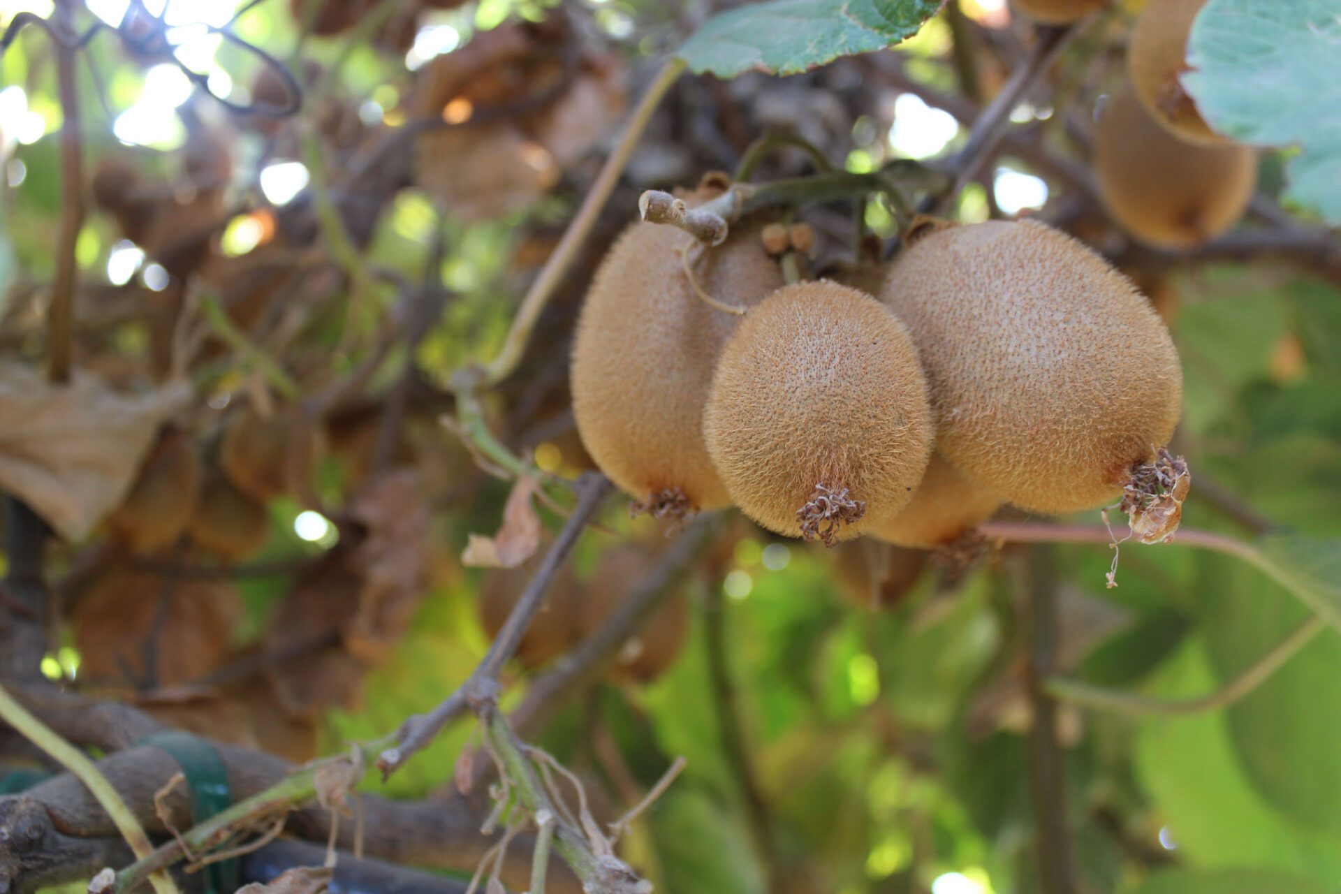Kiwis on the vine