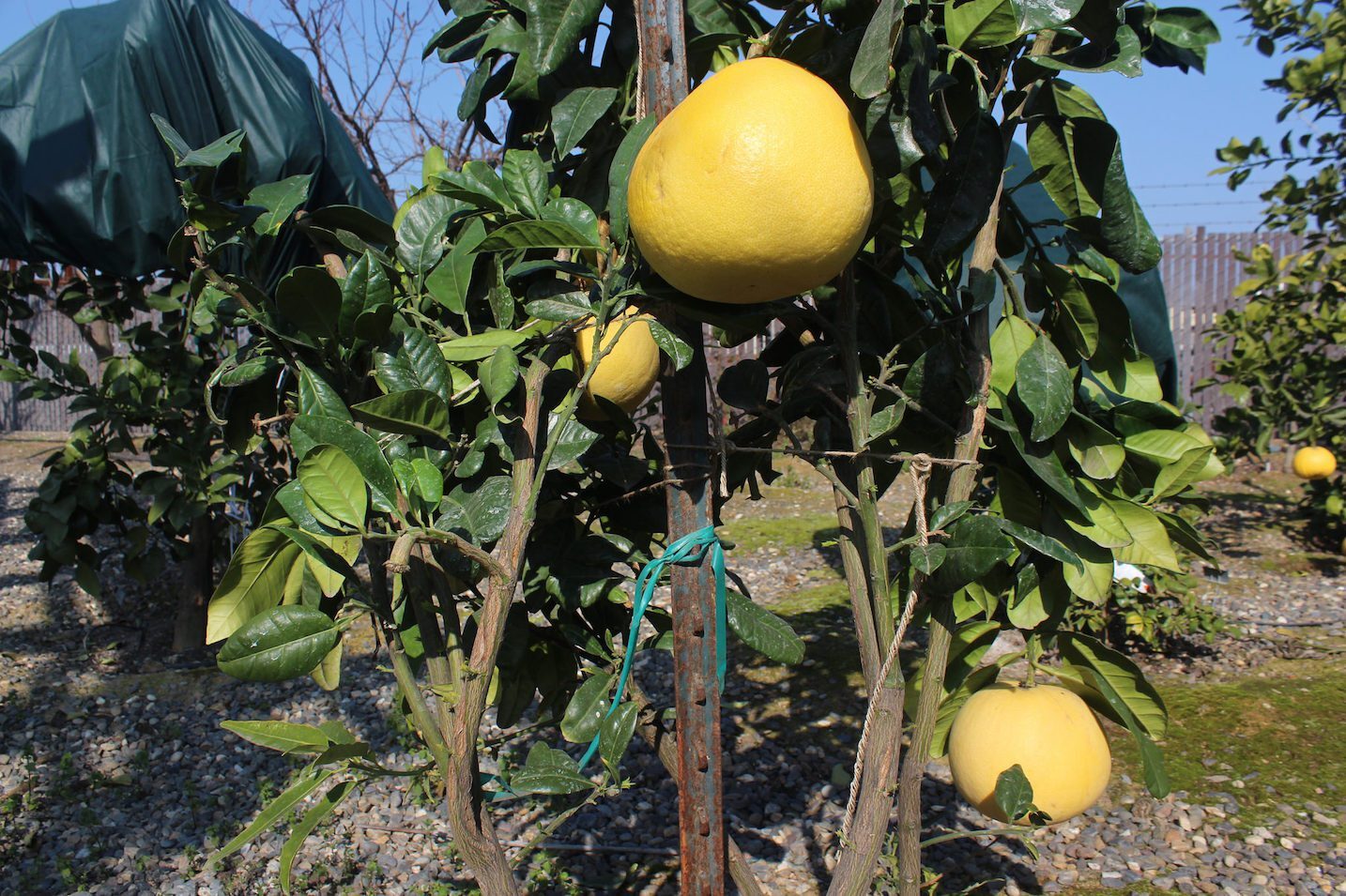 Pomelo Tree