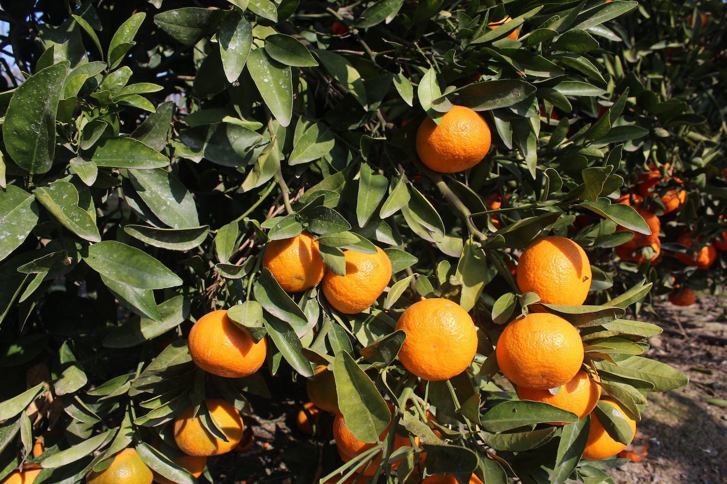tangerines