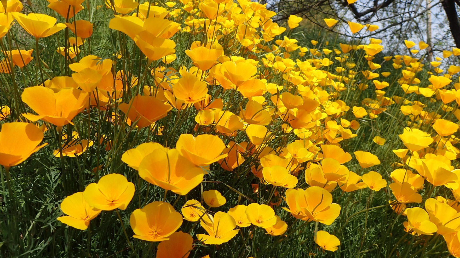 California poppy explosion