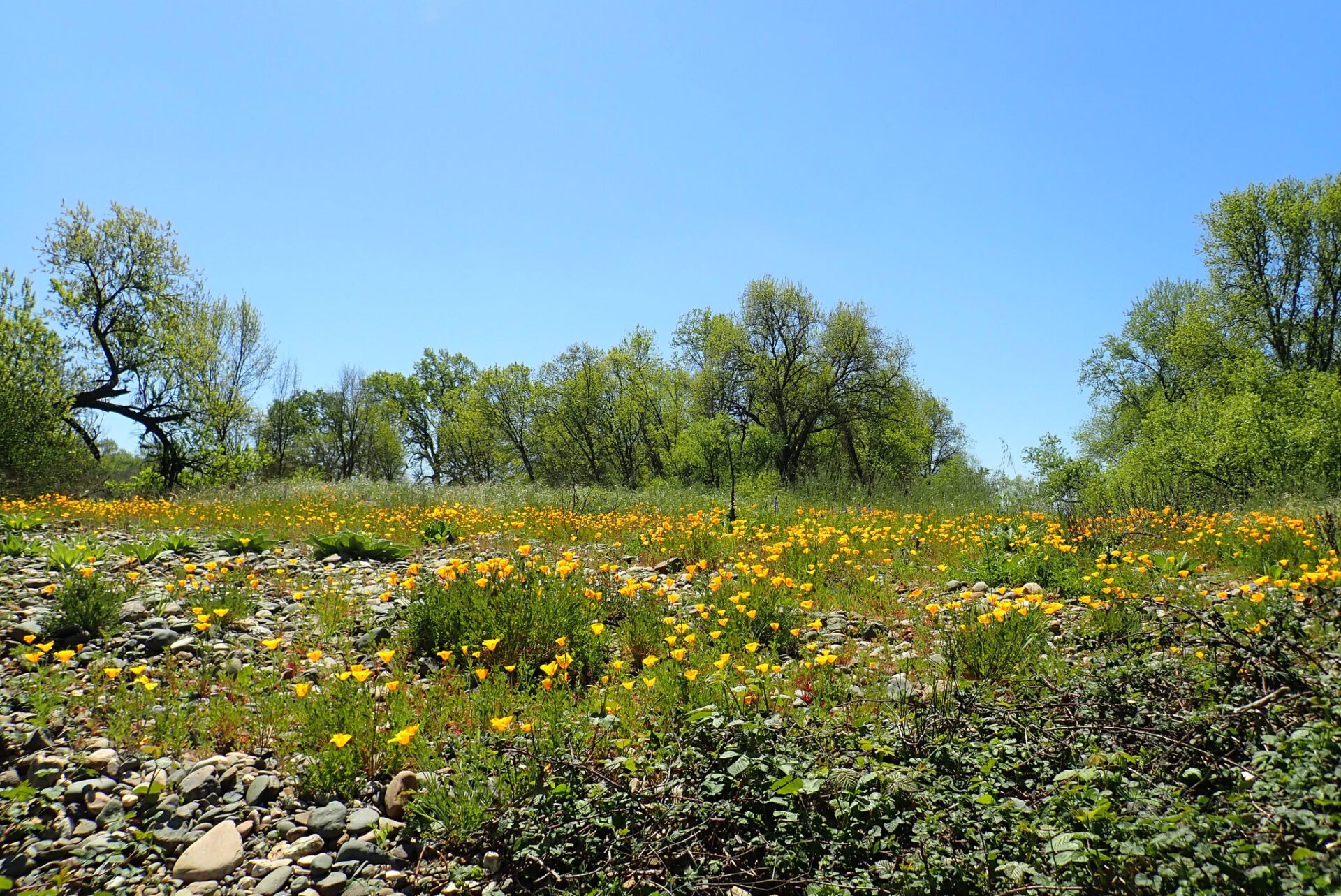 Field of California poppies