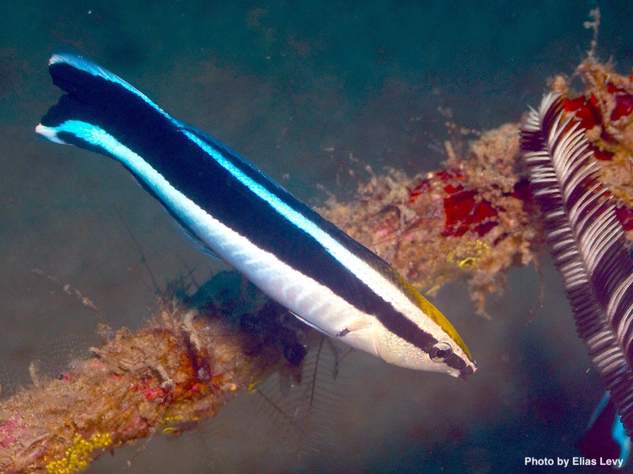 Bluestreak_Cleaner_Wrasse