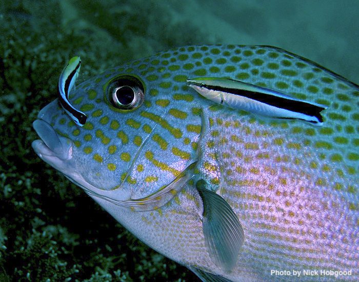 Sweetlips_wrasse_Nick_Hobgood