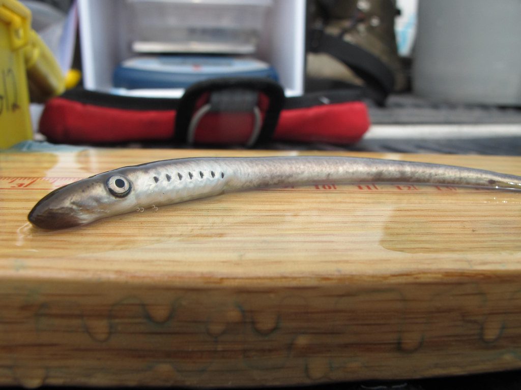Lamprey Ammocoete