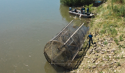 Ecology of Piscivorous Sport Fishes in the SJR and South Delta (2021)