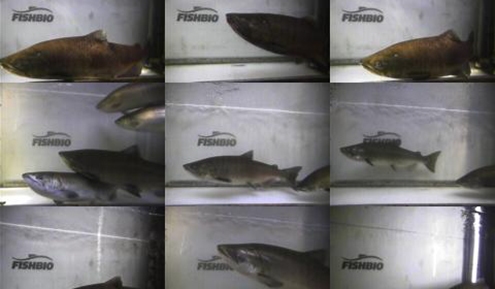 Migration of Fall-run Chinook Salmon and Steelhead (2017)