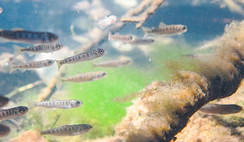 MortSim: Tool for Investigating In-River Mortality of Salmonids (2018)