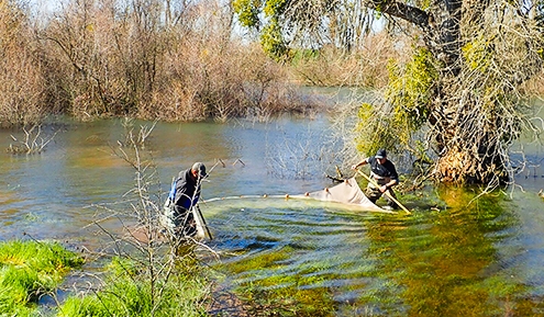 Sampling Juvenile Chinook in Inundated Riparian Areas (2019)