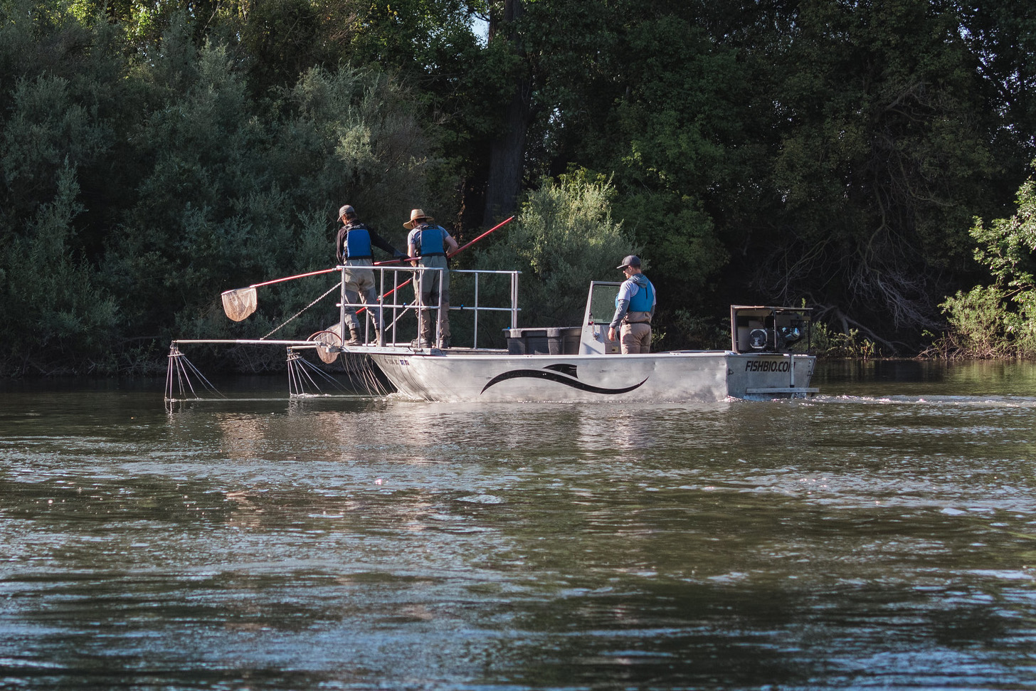 Characterizing movement patterns of native and non-native fishes in the Stanislaus River (2024)
