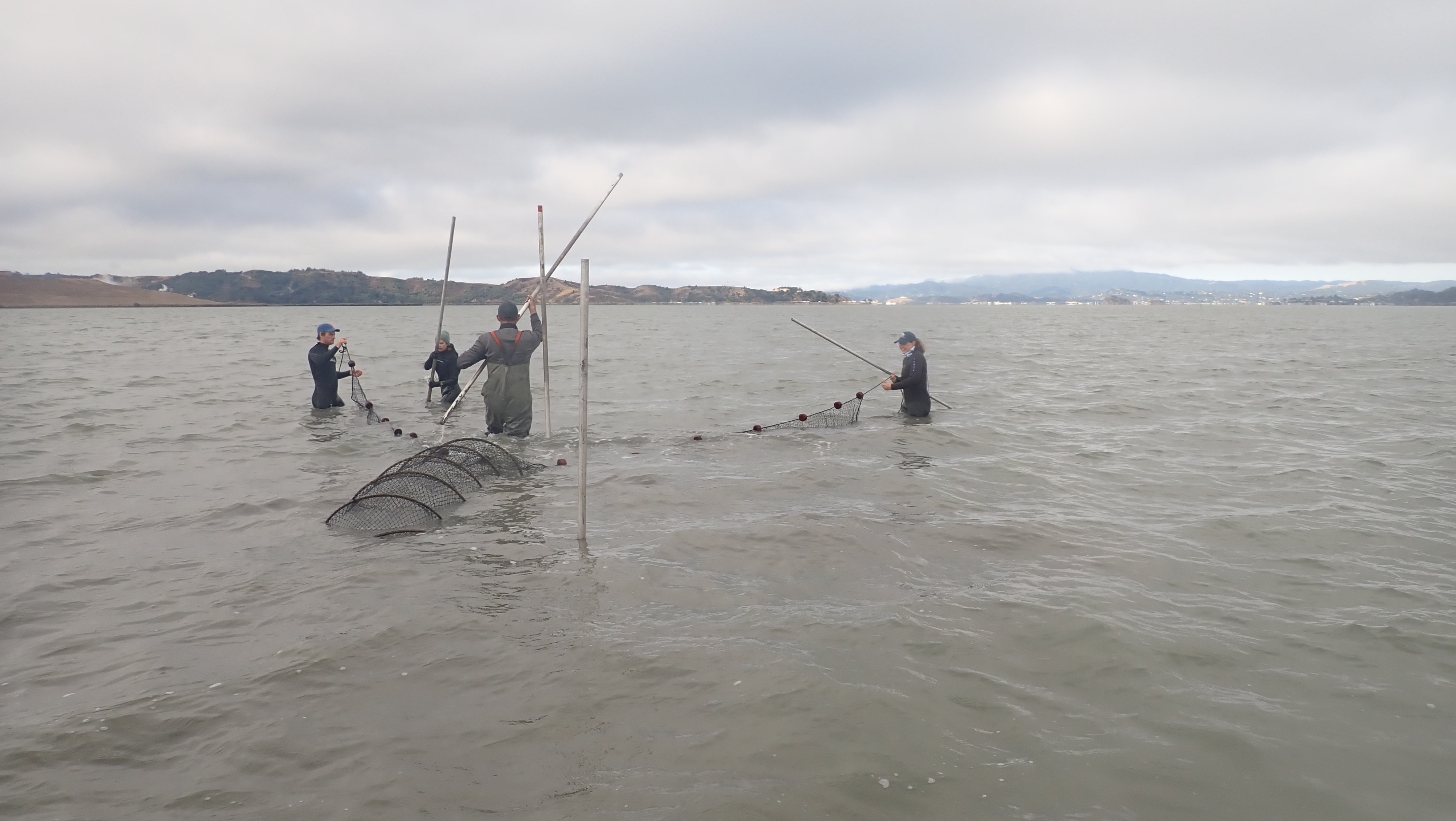 Fish Monitoring at the Giant Marsh Living Shorelines Habitat Restoration Project (2024)
