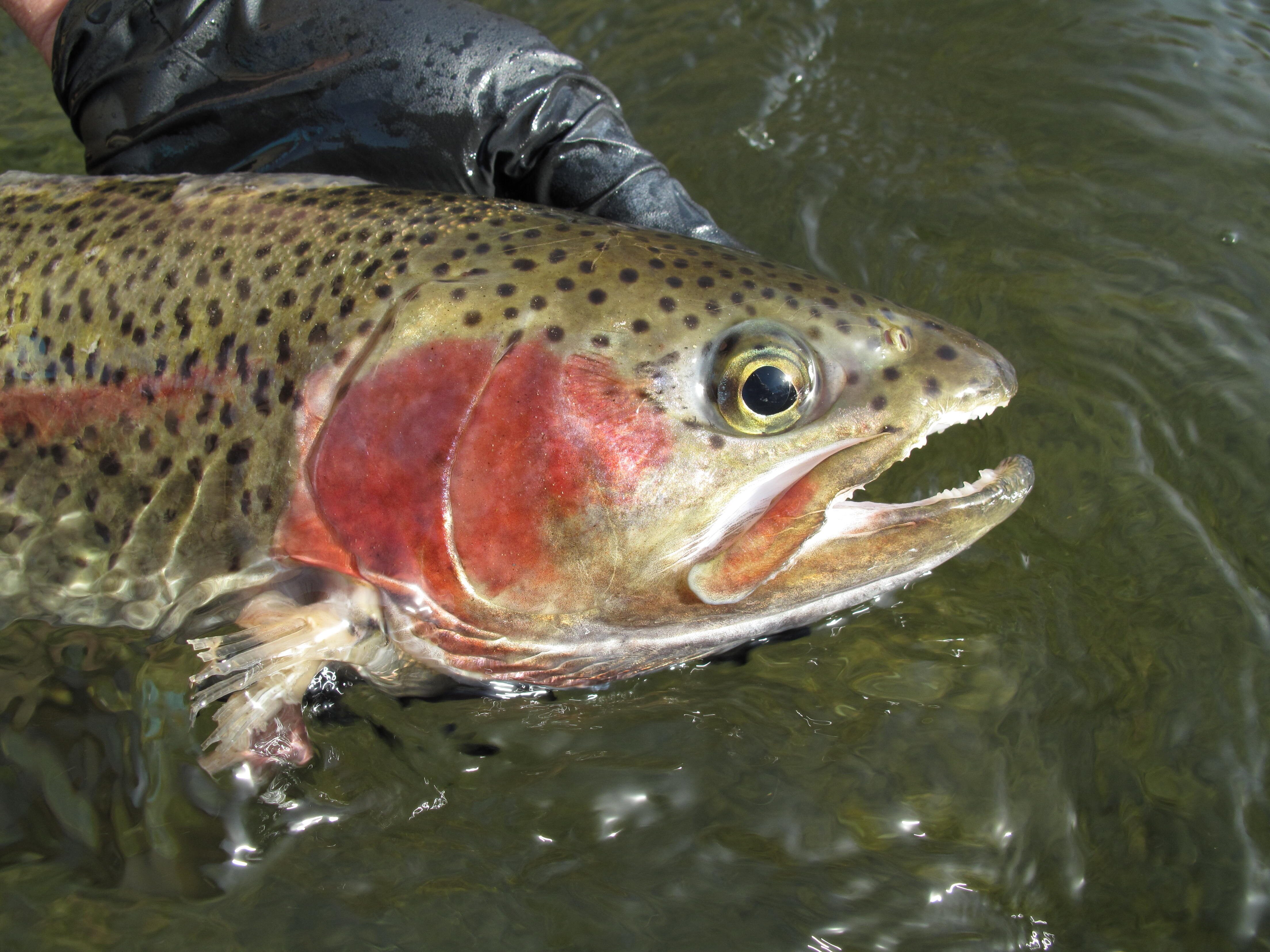Not Your Average Trout (2025)