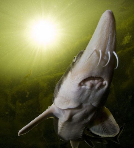 Green sturgeon