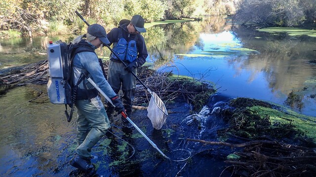 Backpack Electrofishing