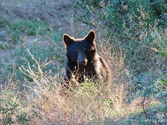 Black Bear